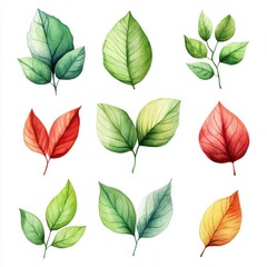 Obraz premium Watercolor Autumn Leaves Collection on White Background