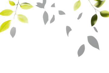 Obraz premium Leaf shadow overlay on white background. Shadows from branches with leaves. Overlay effect for photo, mockup, posters, wall art, design presentation. Shadow for natural light effects.