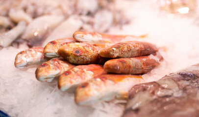 Fresh raw red mullet fish frozen in ice in market close-up