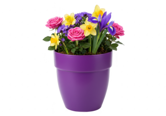 Colorful flower arrangement in purple pot isolated on transparent background