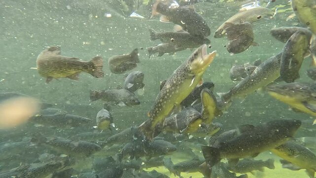 Feeding trout in the fish pond, breeding in fish farm, fight for food, clear and cold water from a mountain stream, underwater footage, slow motion
