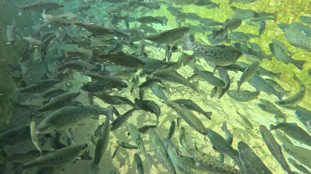 Trout farming in the fish pond, breeding freshwater fish in clear and cold water from a mountain stream, underwater footage - slow motion