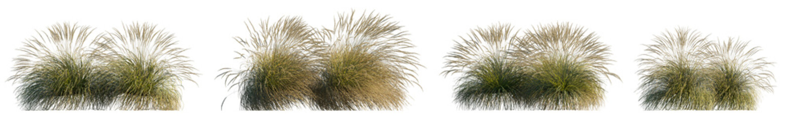 Festuca glauca Atlas Fescue bunch grass isolated png on transparent background premuim cutout...