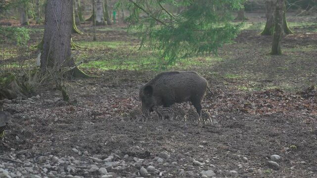 Female wild boar with her brood of children in wild. Mother and young boar babies. Sus scrofa. Bearded pigs Borneo family. Wild boar family mother and striped piglet. Wildlife. Active young boars. 