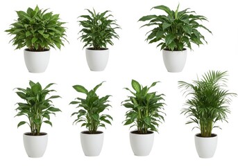 Obraz premium Potted plants collection isolated