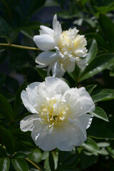 ミスアメリカ　シャクヤク