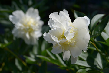 Obraz premium ミスアメリカ シャクヤク