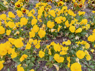 A field of yellow pansy flowers, some with dark red centers.