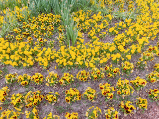 A field of yellow and dark red pansy flowers arranged in rows.