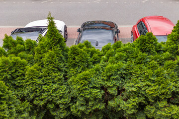 A row of trimmed evergreen thuja bushes in the foreground, partially obscuring three parked cars – a white car, a black car, and a red car – on a paved parking lot.