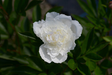 新珠　シャクヤク