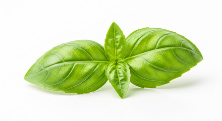 Fototapeta premium Two fresh green basil leaves. 