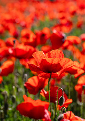 Fototapeta premium Mak polny (Papaver rhoeas L.)