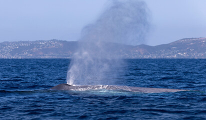 blue whale, Dana Point, California 
