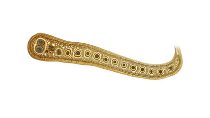 Fototapeta premium Microscopic View of a Nematode Worm, Detailed Anatomy under Magnification