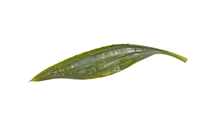 Fototapeta premium Single Dracaena Marginata Leaf with Speckles, Isolated on Transparent Background
