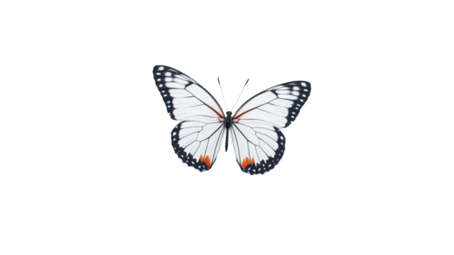 Elegant White Butterfly with Black and Orange Markings on a Transparent Background