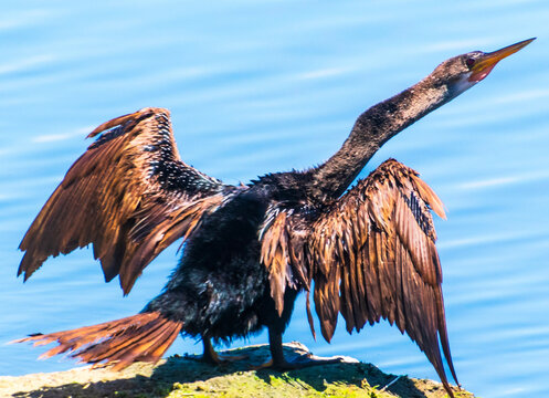 bird perched on waters' edge with wings spread 