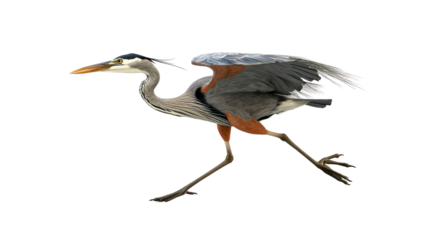 Great Blue Heron in Flight, Running Pose, Isolated on Black