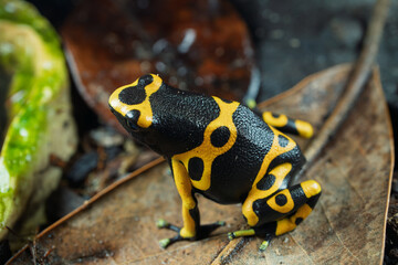 Yellow-Banded Poison Dart Frog
