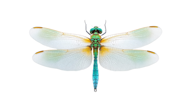 Vibrant Green and White Dragonfly Isolated on Transparent Background