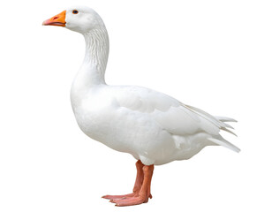 Obraz premium White Goose Stands, Transparent Background