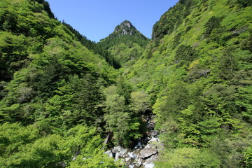 瀬戸川渓谷の新緑を展望台から眺める　（高知県　土佐町）