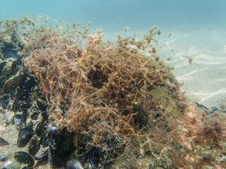 Mussels underwater on a rock on the sea shore, natural scene in mediterranean sea, Black mussels undersea, mussels on rocks undersea, group of common mussels together underwater, Mediterranean food.