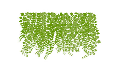 Vector of  green leaves of the Javanese treebine, also known as Grape Ivy  cascade elegantly as a jungle vine, with its hanging ivy like tendrils adding lush greenery to any environment, perfectly