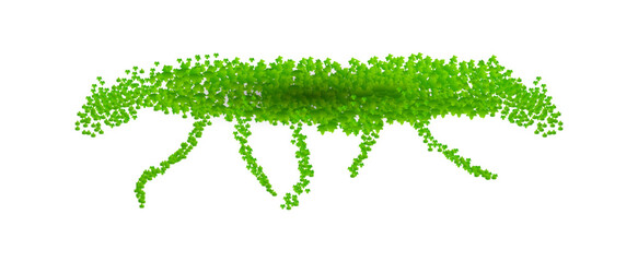 Vector of  green leaves of the Javanese treebine, also known as Grape Ivy  cascade elegantly as a jungle vine, with its hanging ivy like tendrils adding lush greenery to any environment, perfectly