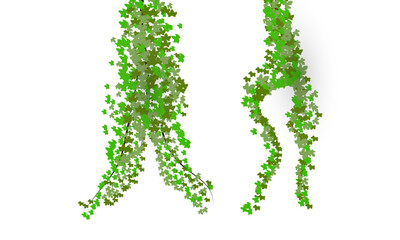 Vector of  green leaves of the Javanese treebine, also known as Grape Ivy  cascade elegantly as a jungle vine, with its hanging ivy like tendrils adding lush greenery to any environment, perfectly