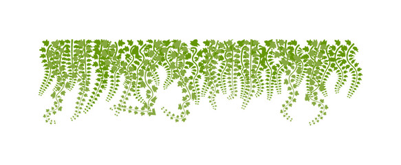 Vector of  green leaves of the Javanese treebine, also known as Grape Ivy  cascade elegantly as a jungle vine, with its hanging ivy like tendrils adding lush greenery to any environment, perfectly