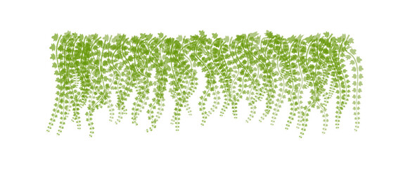 Vector of  green leaves of the Javanese treebine, also known as Grape Ivy  cascade elegantly as a jungle vine, with its hanging ivy like tendrils adding lush greenery to any environment, perfectly