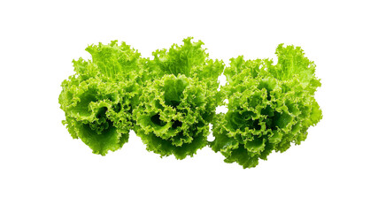 Fototapeta premium Fresh Green Butterhead Lettuce Heads, Isolated on Transparent Background