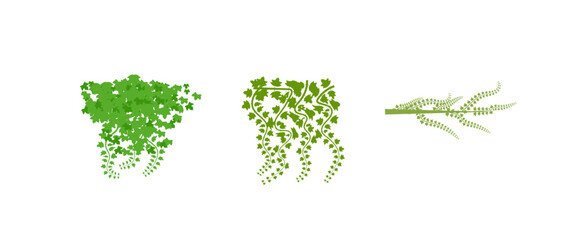 Vector of  green leaves of the Javanese treebine, also known as Grape Ivy  cascade elegantly as a jungle vine, with its hanging ivy like tendrils adding lush greenery to any environment, perfectly