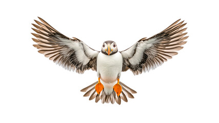 Fototapeta premium Atlantic Puffin in Flight, Wings Spread Wide, Isolated on Transparent Background