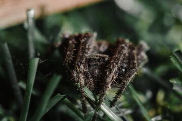 Close-up of a hairy brown spider sitting on green blades of grass in a dark environment