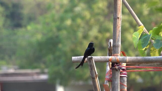 The black drongo bird in urban environment