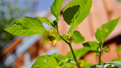 Look up at bloom on plant in home garden 