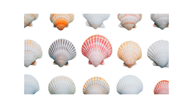Collection of Colorful Scallop Shells on Transparent Background - Seashell Texture and Pattern