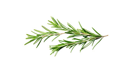 Fototapeta premium Fresh Sprig of Rosemary Herb Isolated on Transparent Background