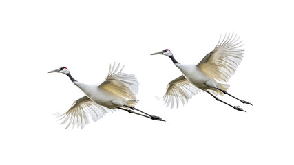Fototapeta premium Two Japanese Red-Crowned Cranes in Flight Against Transparent Background