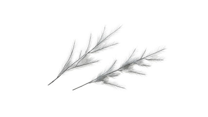 Fototapeta premium Silver Dusty Miller Leaves, Isolated on Transparent Background