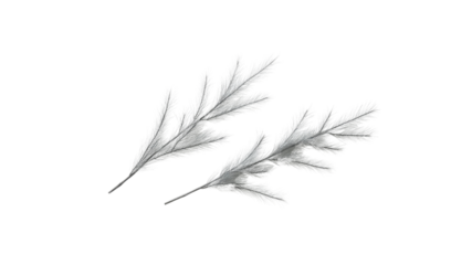 Silver Dusty Miller Leaves, Isolated on Transparent Background