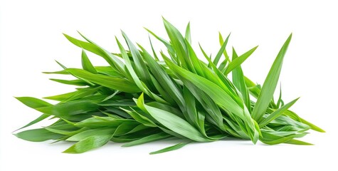 Fototapeta premium Fresh, vibrant bunch of green leaves