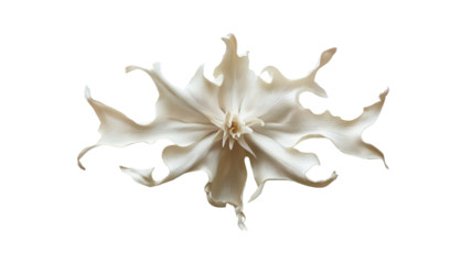 Abstract Beige Flower with Intricate Petals on Transparent Background