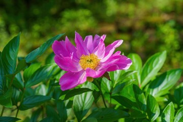 Obraz premium 光を浴びて輝く満開のシャクヤク