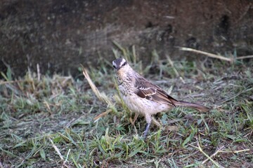 ave - sabiá do campo - mimus