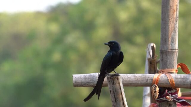 The black drongo bird in urban environment