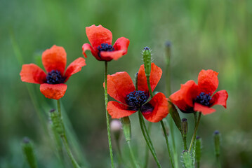 Obraz premium Mak polny (Papaver rhoeas L.)